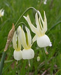 Angel's-tears - Narcissus triandrus © Teresa Farino